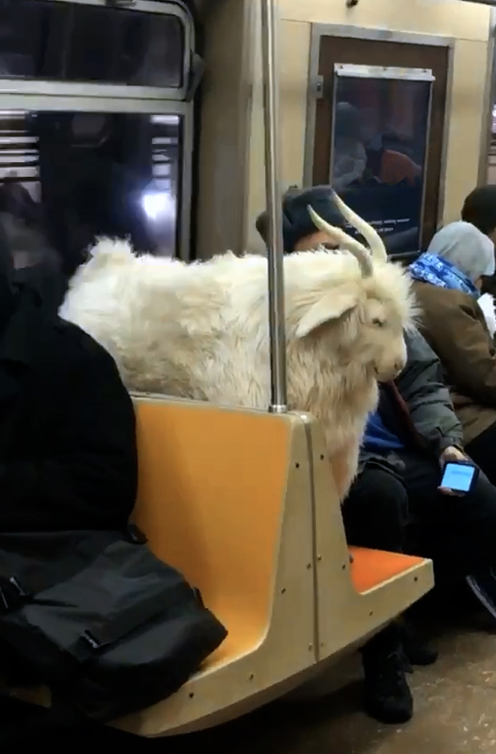 Goat in the subway