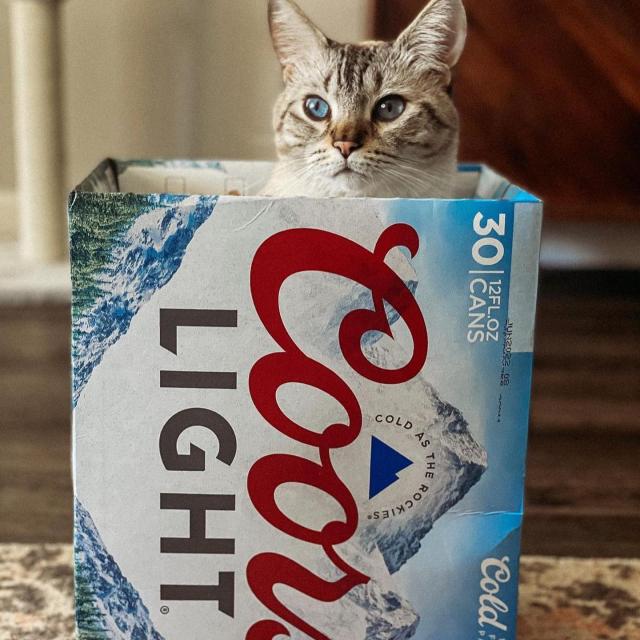 Officially, it’s a case of beer. Unofficially, it’s a cat castle.  #internationalcatday 

📸: @kilohanathekitty 
@tamika_salazar 
@lip_kittie 
@beanpurrito