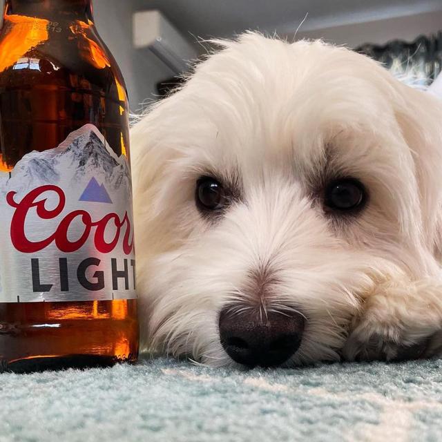 Jan 16 is considered the day with the most blues… So instead of bad blues, let’s enjoy these good blues

📸: @chester.the.westie 
@zeppelinsbitch 
@minniethebluestaff_x